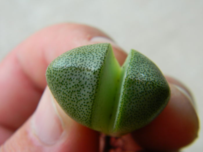 Pleiospilos nelii