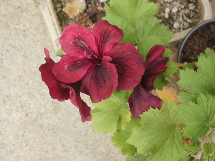  - Pelargonium