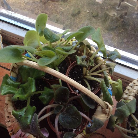 image - diverse plante de camera
