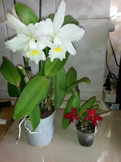 cattleya alba 2 2016.05.28 6