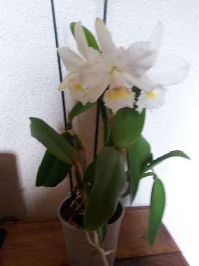 cattleya alba 2 2016.05.28 1 - catt 2016