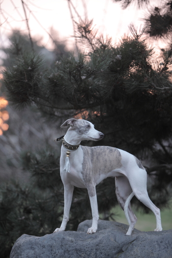 SABY - WHIPPET Boxing Helena s Hisunshine