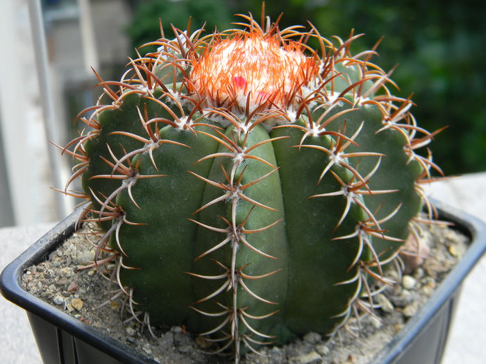 Melocactus matanzanus - Genul Melocactus