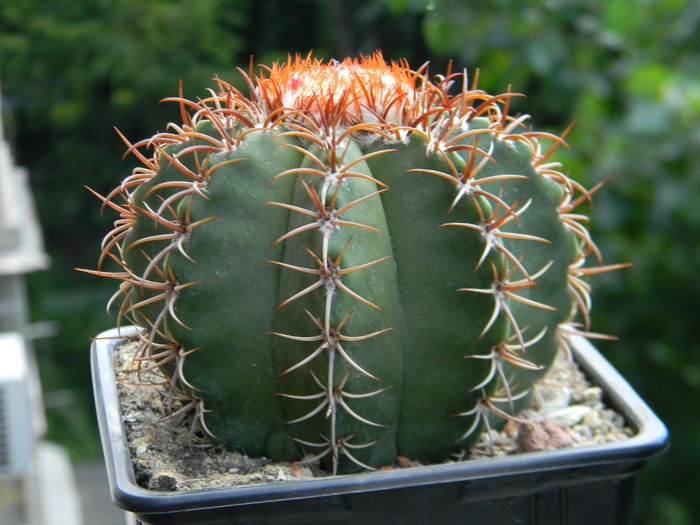 Melocactus matanzanus - Genul Melocactus