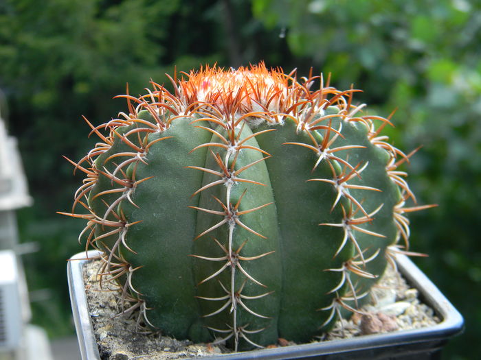 Melocactus matanzanus