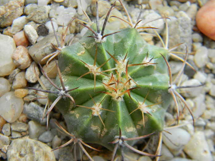 Melocactus sp. - Neidentificate