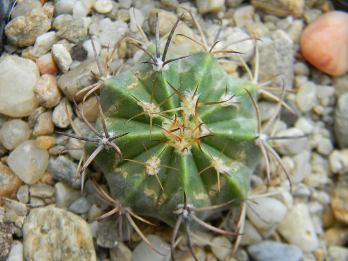 Melocactus sp. - Neidentificate