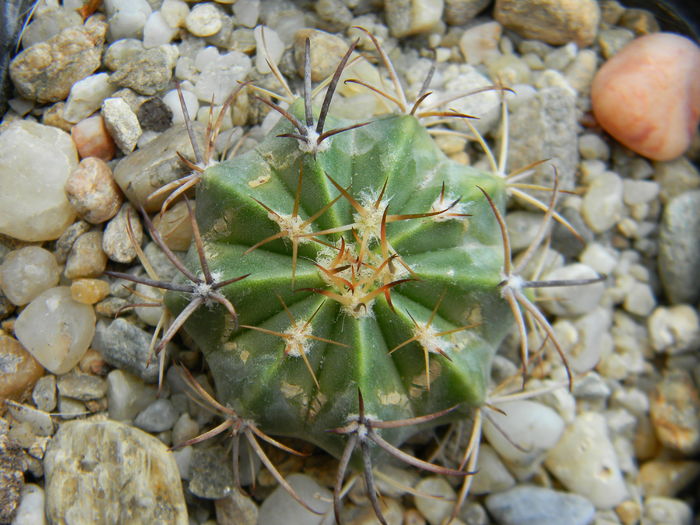 Melocactus sp. - Neidentificate