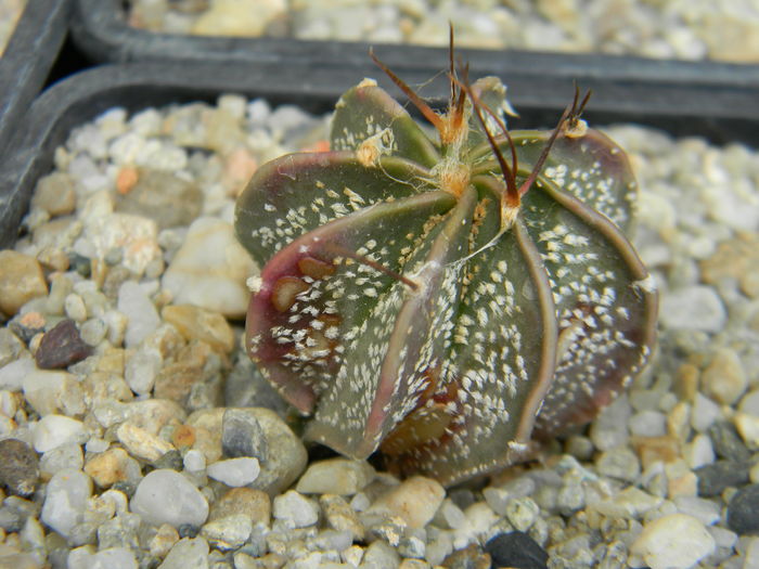 DSCN6844 - Genul Astrophytum