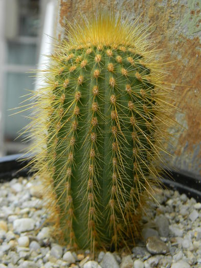 Vatricania guentheri