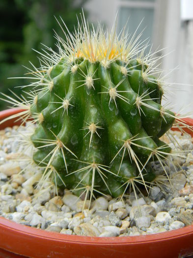 DSCN6847 - Genul Echinocactus