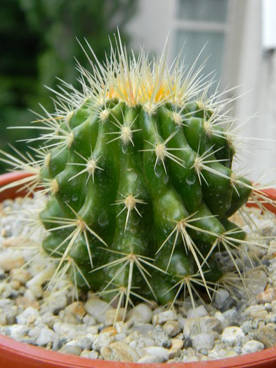 DSCN6848 - Genul Echinocactus