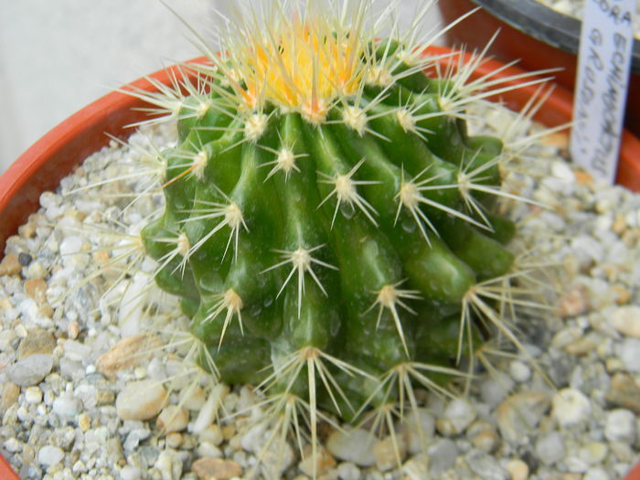 DSCN6849 - Genul Echinocactus