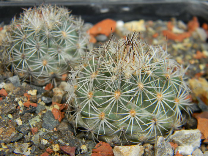 Turbinicarpus beguinii - Genul Turbinicarpus