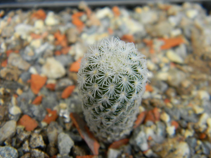 T. subterraneus ssp. zaragosae