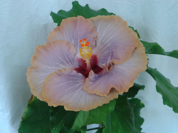 Fotografie0528 - HIBISCUS 2016