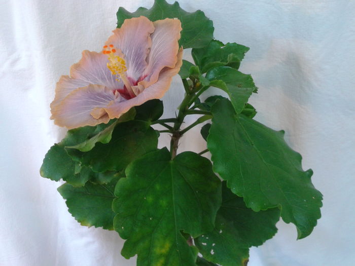 Fotografie0527 - HIBISCUS 2016