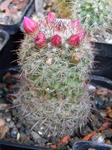 Mammillaria necunoscuta 1