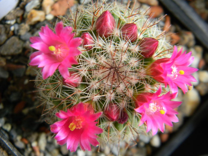 Mammillaria necunoscuta 1 - Neidentificate