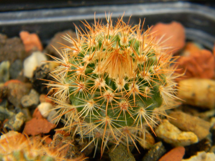 Notocactus schlosseri - Genul Notocactus-Parodia