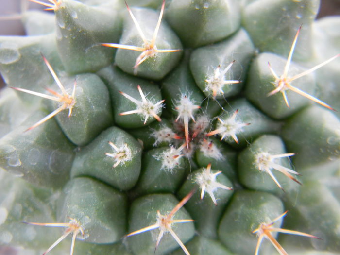 Mammillaria necunoscuta 3 - Neidentificate