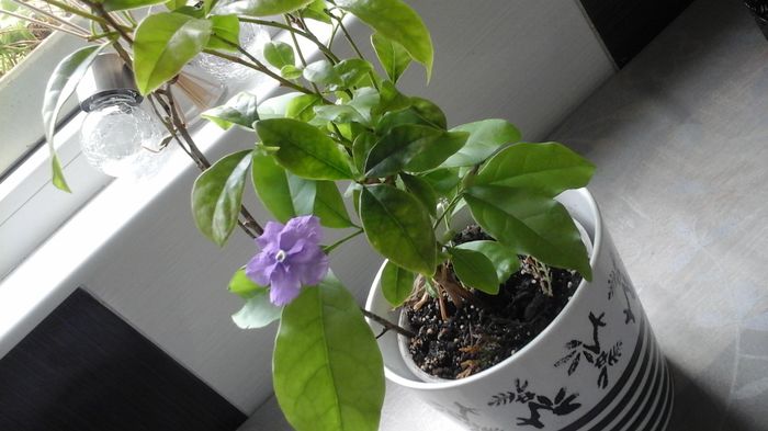 20160529_151017 - Brunfelsia Pauciflora 2016