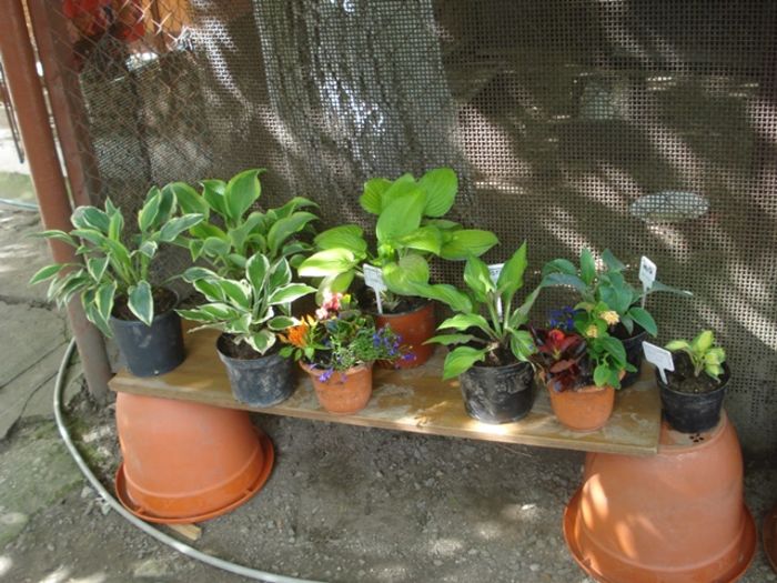 mutate in ghivece (2)