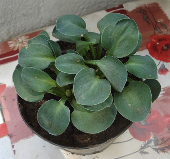 mutate in ghivece (4)