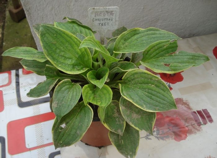 mutate in ghivece (6)