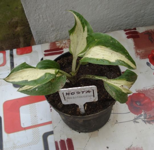 mutate in ghivece (7)