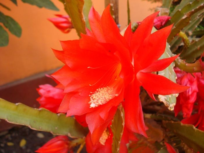 la final de mai (7) - epiphyllum