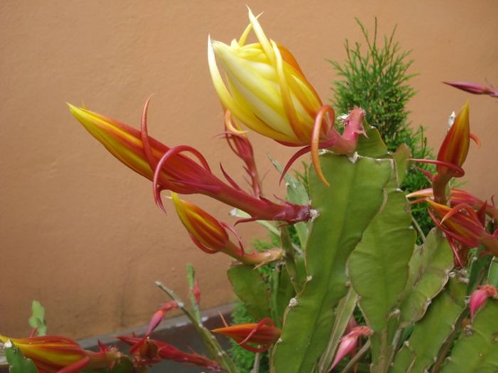 la final de mai (11) - epiphyllum