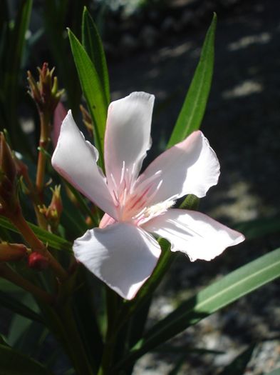 final de mai (8)