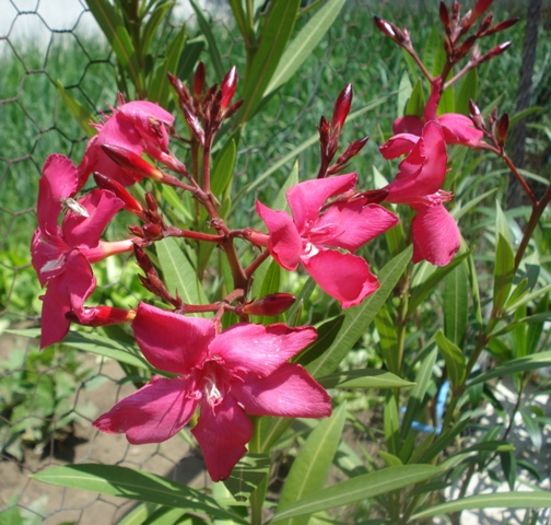 final de mai (9)