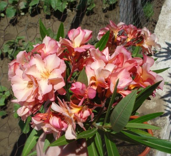final de mai (19)