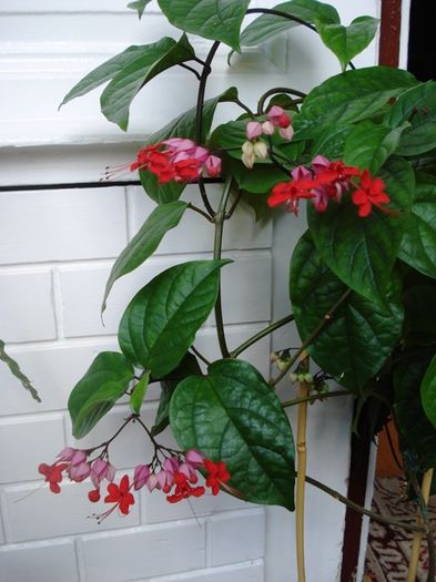 la final de mai (12) - clerodendron speciosum - splendens