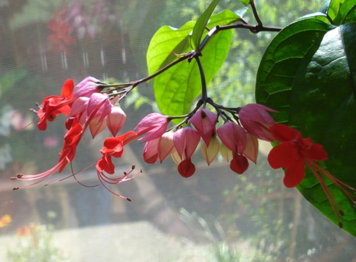 la final de mai (14) - clerodendron speciosum - splendens