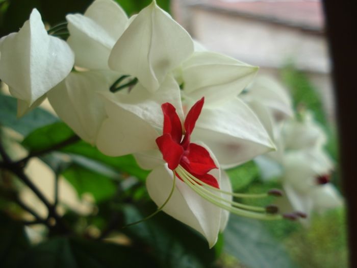 final de mai (1) - clerodendron thomsoniae