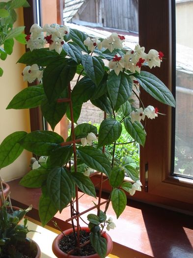 final de mai (2) - clerodendron thomsoniae