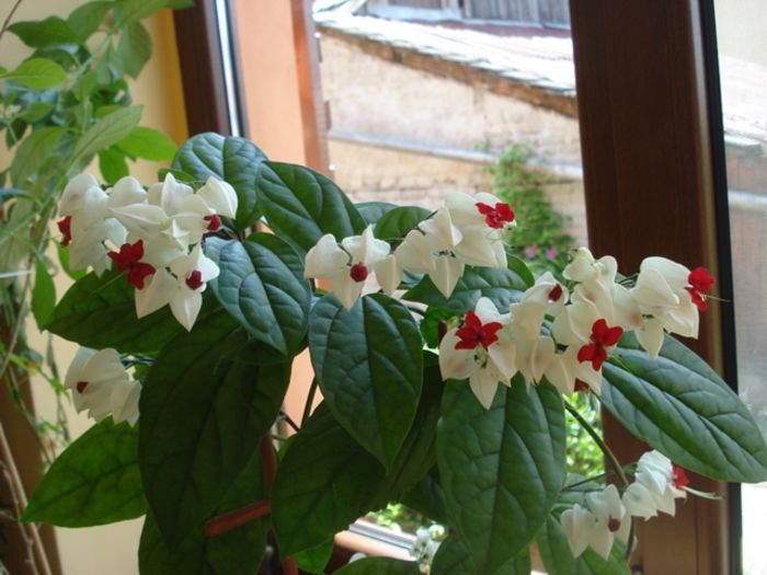 final de mai (3) - clerodendron thomsoniae