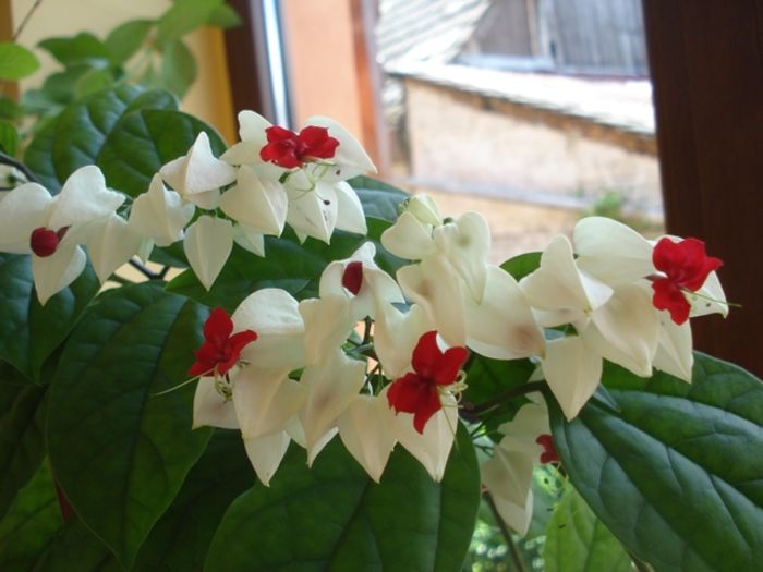 final de mai (4) - clerodendron thomsoniae