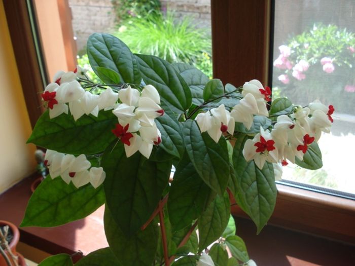 final de mai (6) - clerodendron thomsoniae