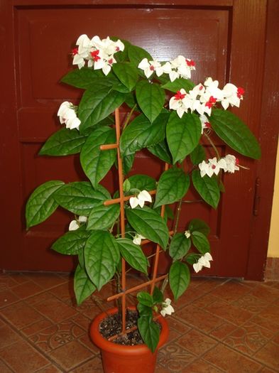 final de mai (7) - clerodendron thomsoniae