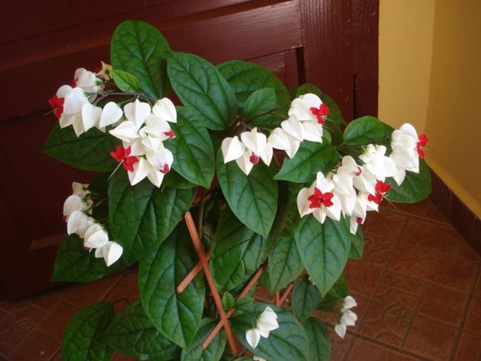 final de mai (8) - clerodendron thomsoniae