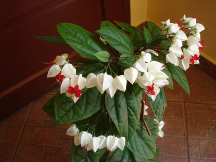 final de mai (9) - clerodendron thomsoniae