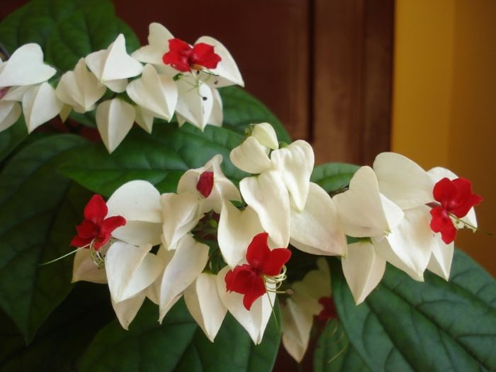 final de mai (11) - clerodendron thomsoniae