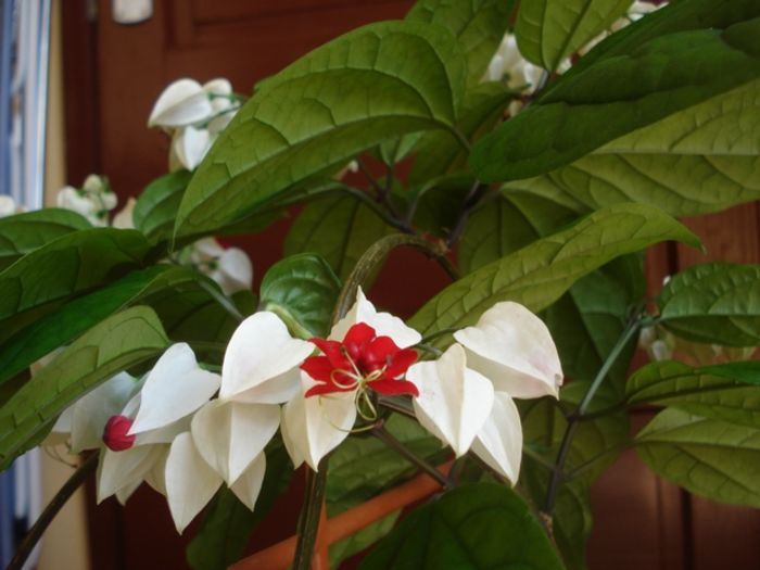 final de mai (12) - clerodendron thomsoniae