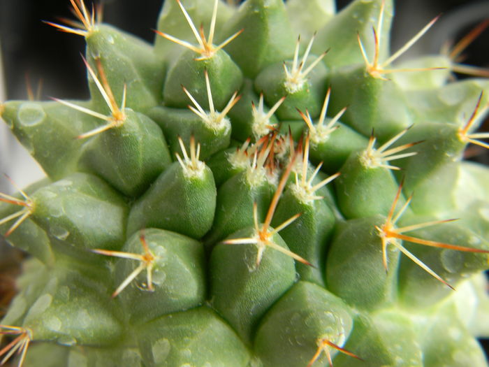 Mammillaria necunoscuta 3 - Neidentificate