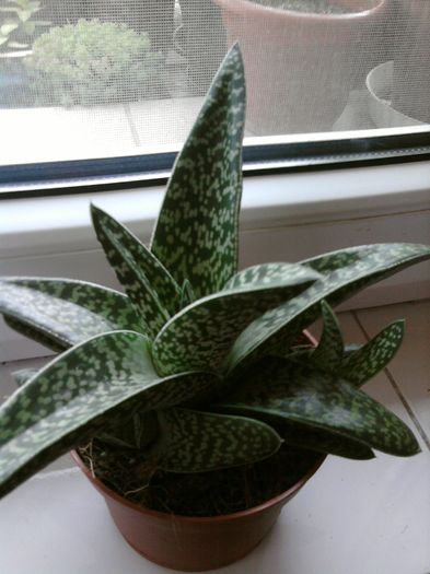 017-aloe variegata-pierdut - suculente-2016