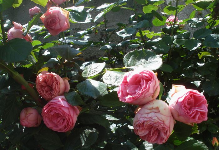 Mai 2016 - Happy Piano